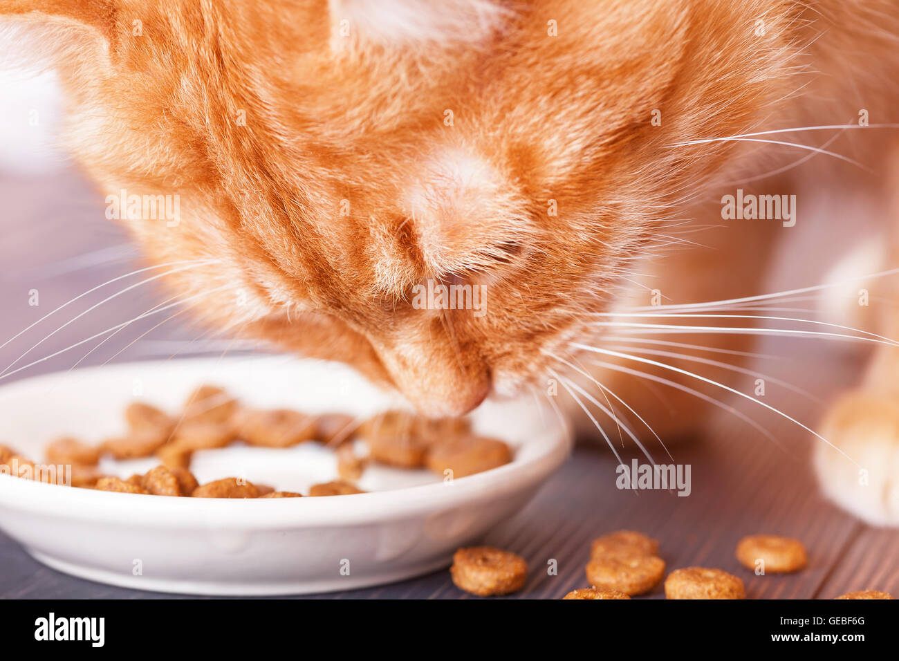 Red cat eating dry food from a plate, sitting on the floor, closeup