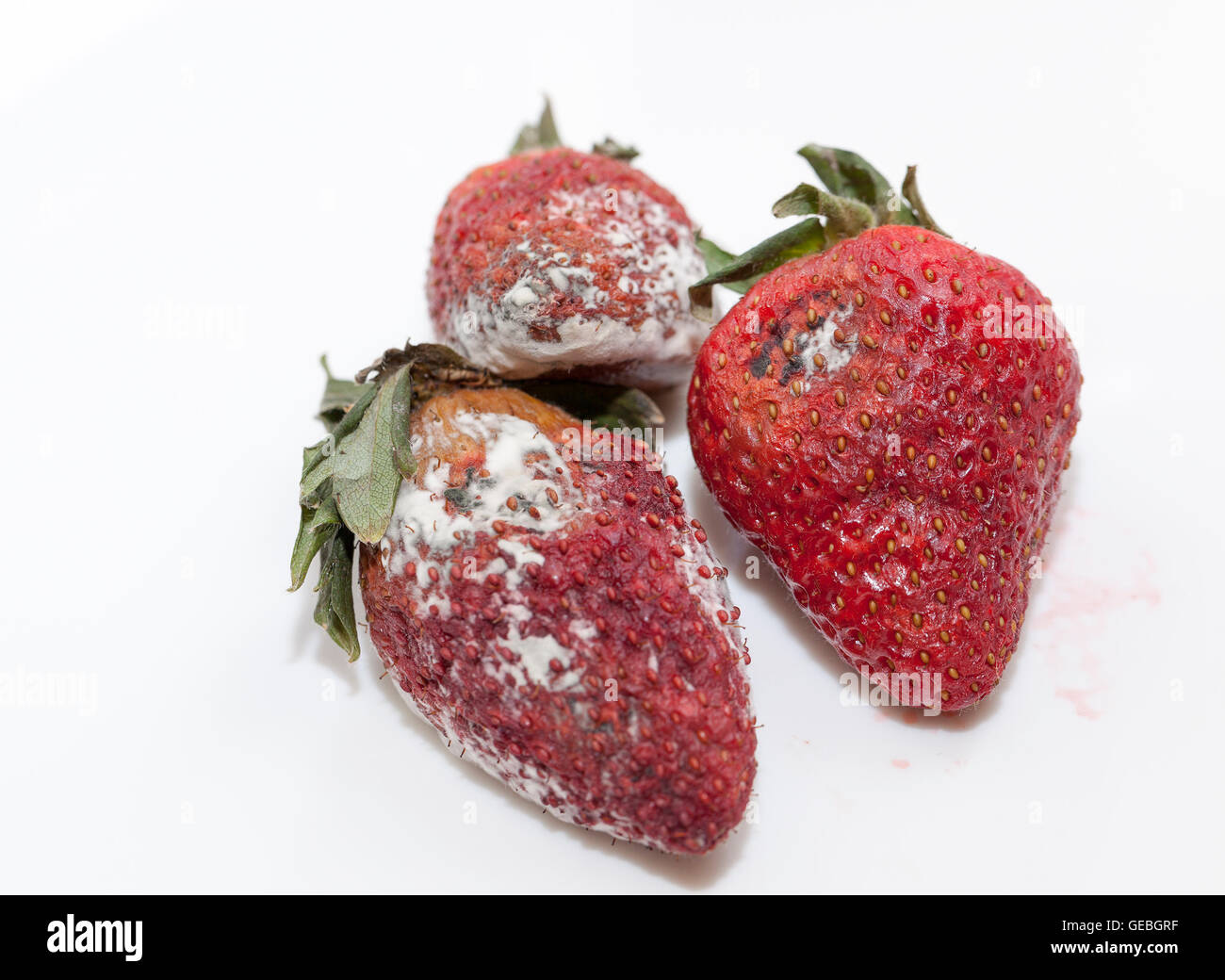 Strawberry with mold stock photo. Image of snack, mildew - 223374096