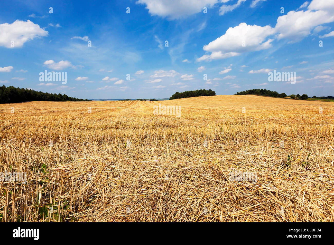 harvest of cereals Stock Photo - Alamy