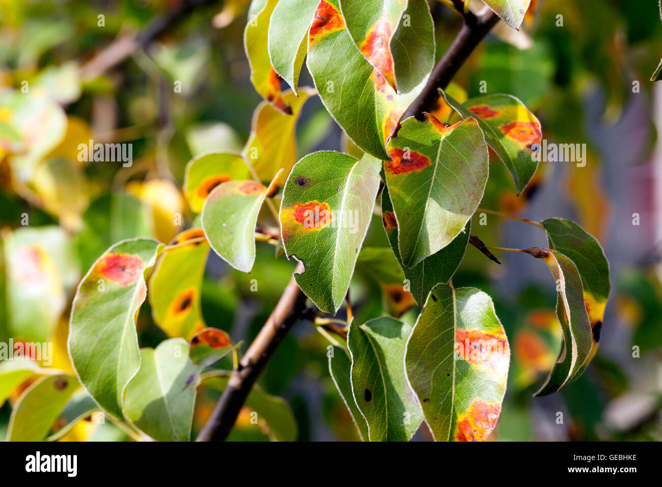 Pear foliage hi-res stock photography and images - Alamy
