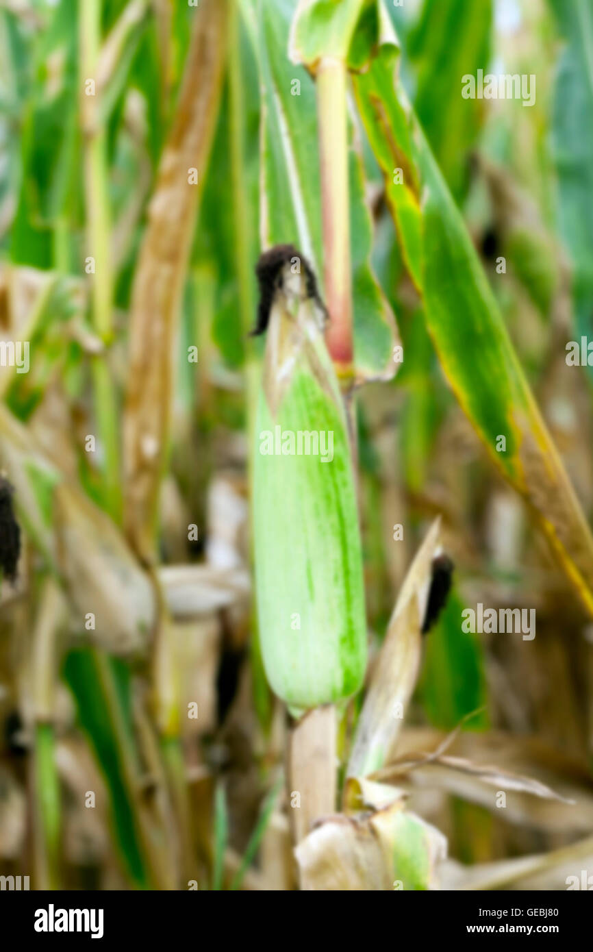 mature corn crop Stock Photo - Alamy