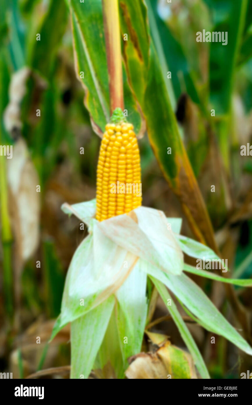 mature corn crop Stock Photo - Alamy
