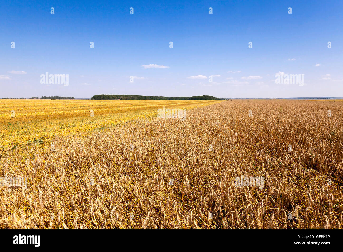 cereals during harvest Stock Photo - Alamy