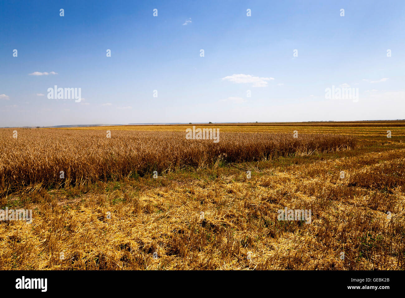 harvesting cereals, Agriculture Stock Photo - Alamy