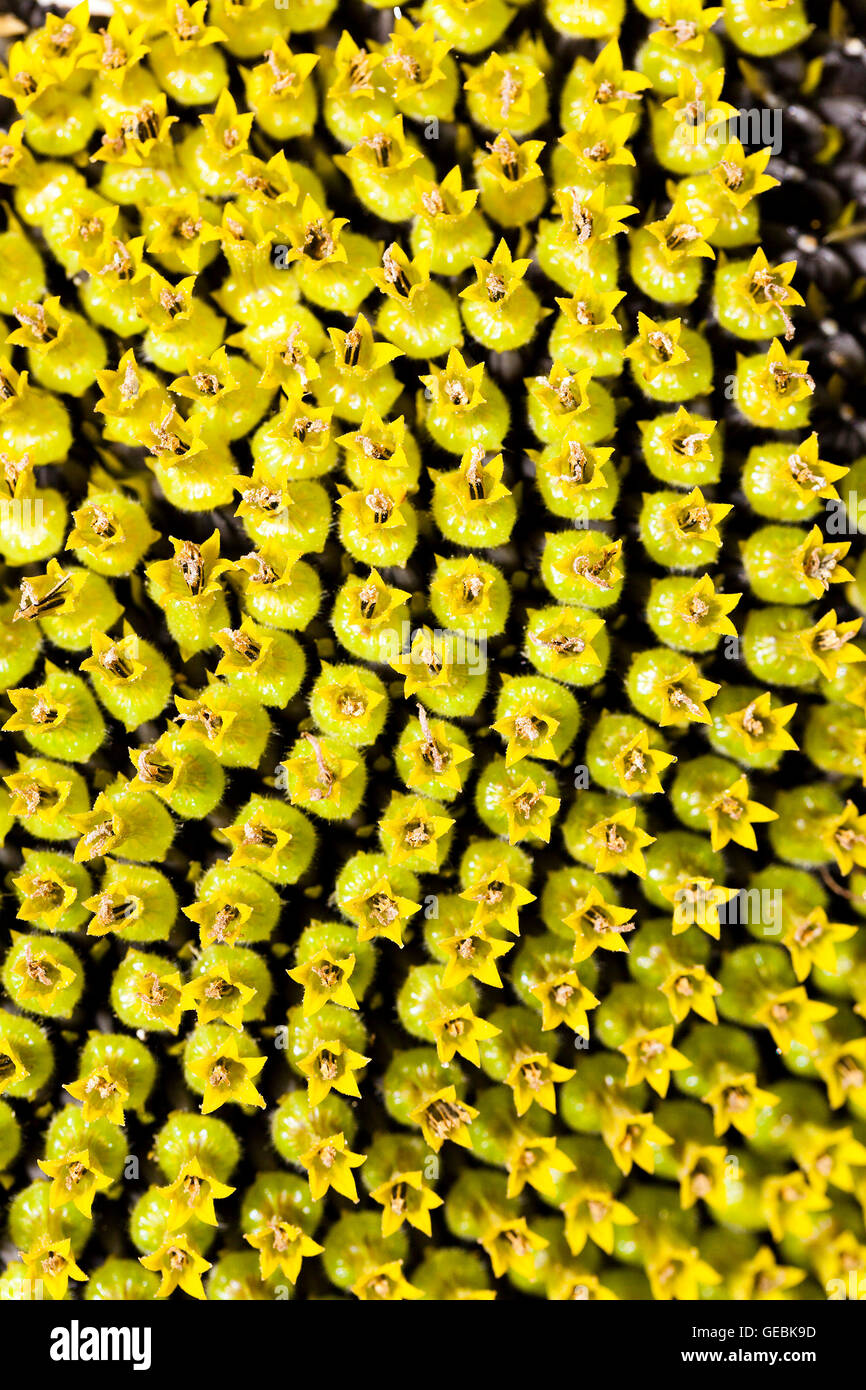 Sunflower , black seeds Stock Photo - Alamy