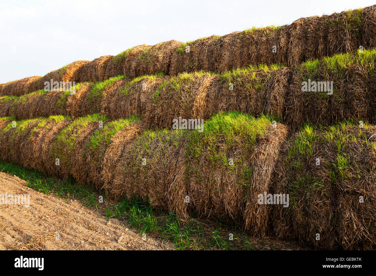 sprouted wheat , closeup Stock Photo