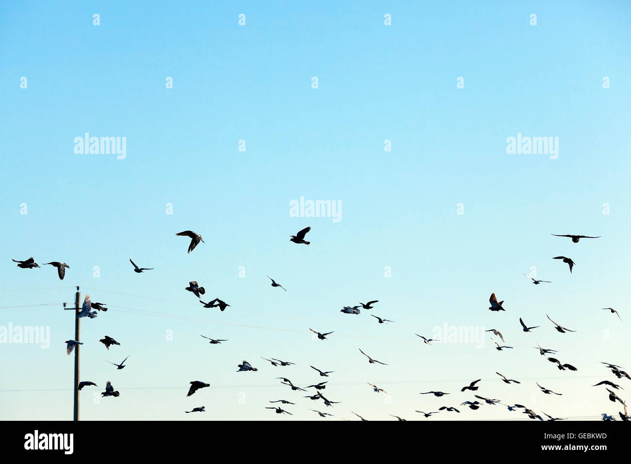 birds flying in the sky Stock Photo - Alamy