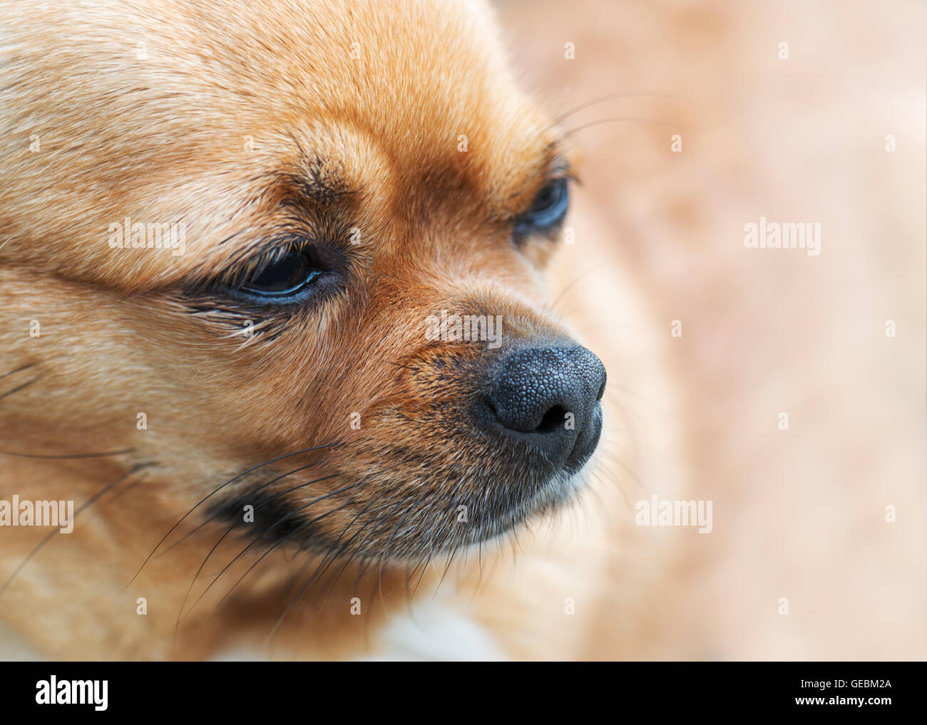 Small purebred red chihuahua dog looks with hope into the distance ...