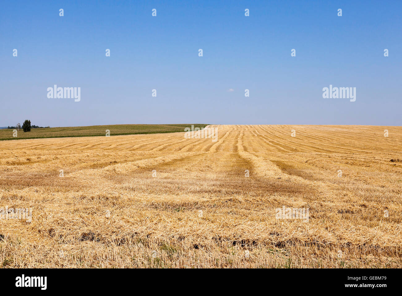 agricultural field with cereal Stock Photo - Alamy