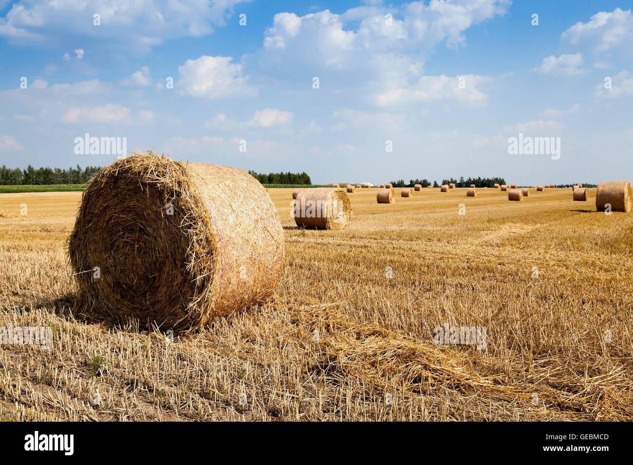 cereal harvest, summer Stock Photo - Alamy