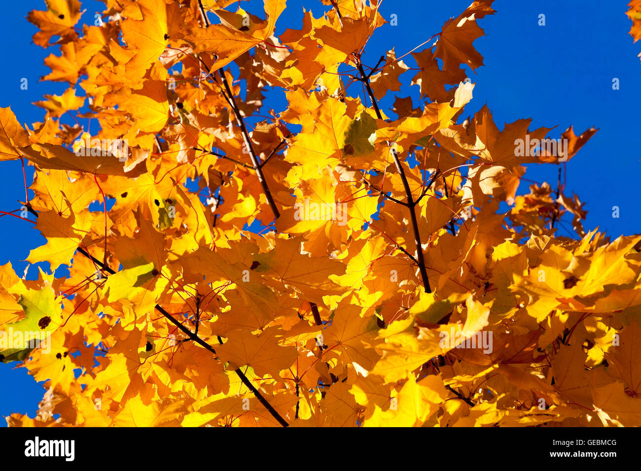 yellowing leaves on the trees Stock Photo Alamy
