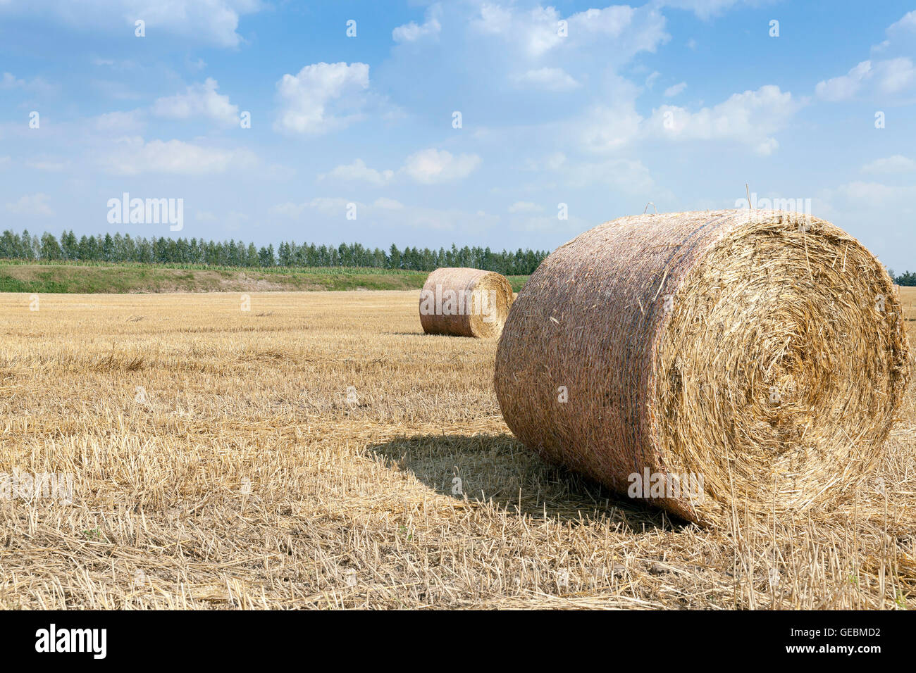 cereal harvest field Stock Photo - Alamy