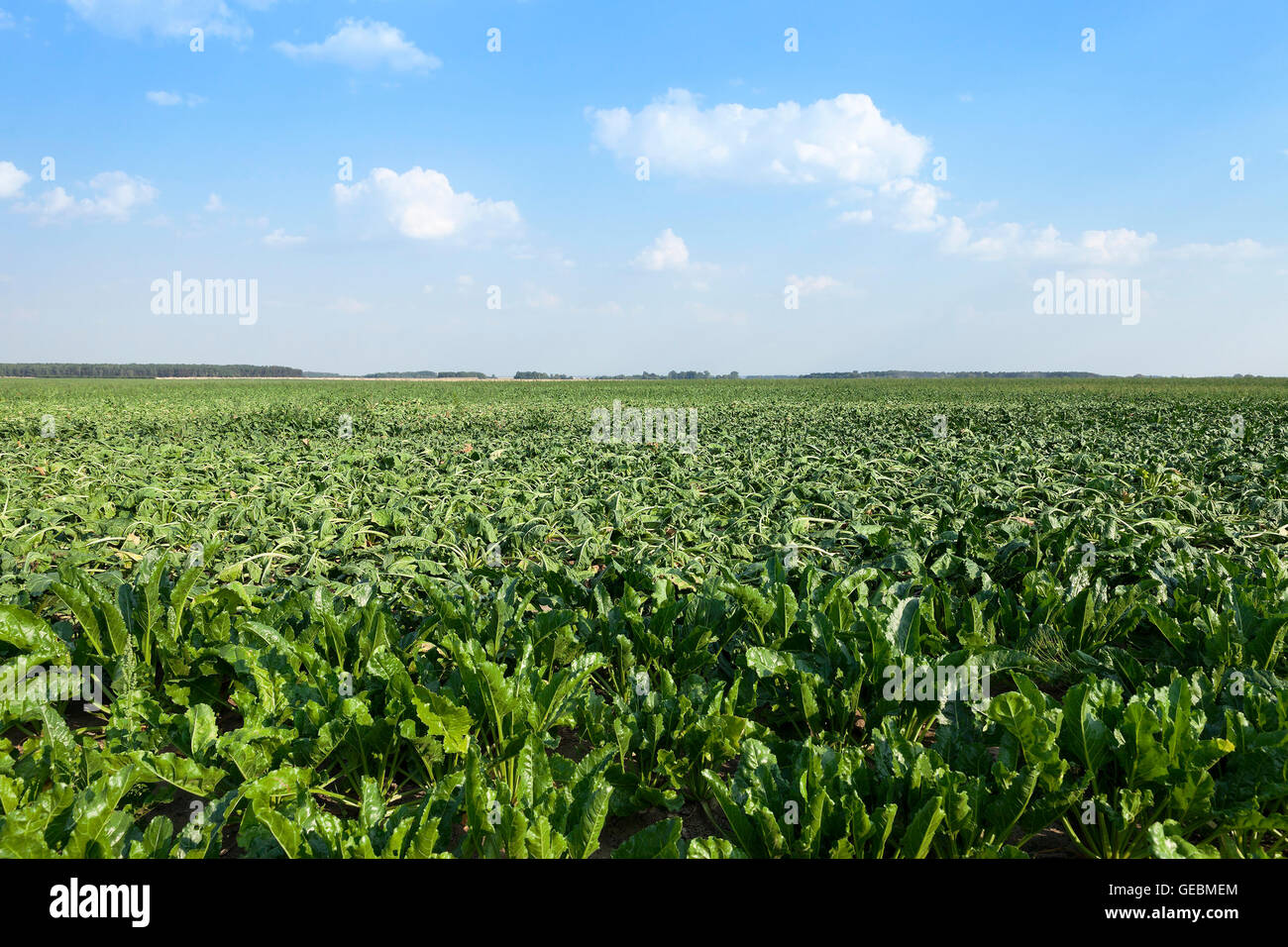 Field with sugar beet Stock Photo Alamy