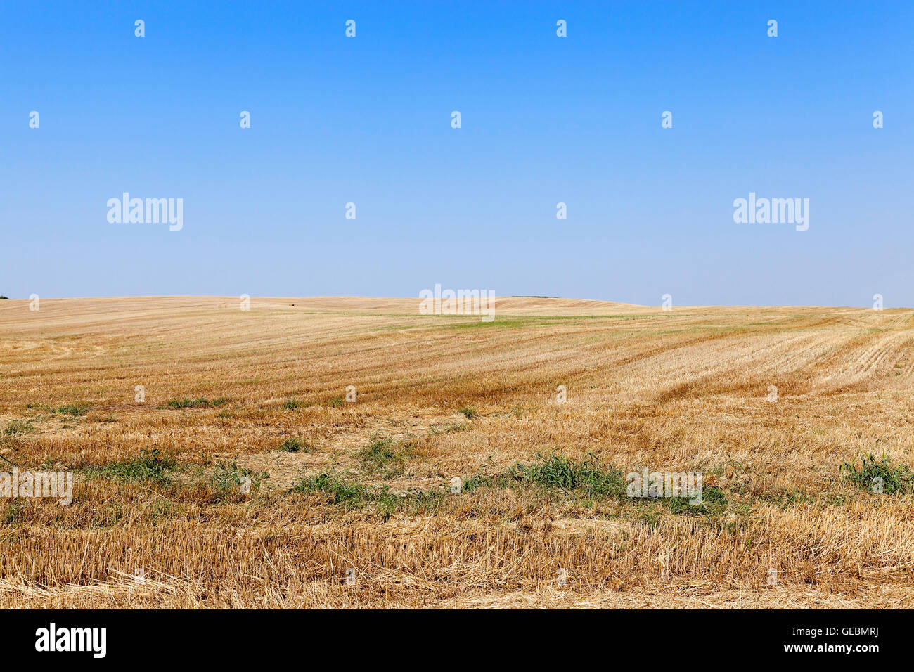 Field after harvest Stock Photo - Alamy