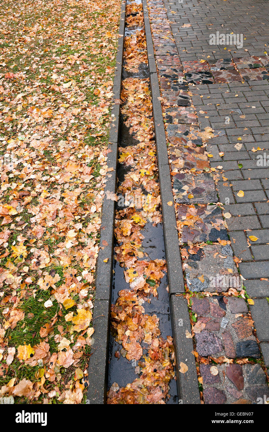leaves on the sidewalk, autumn Stock Photo Alamy