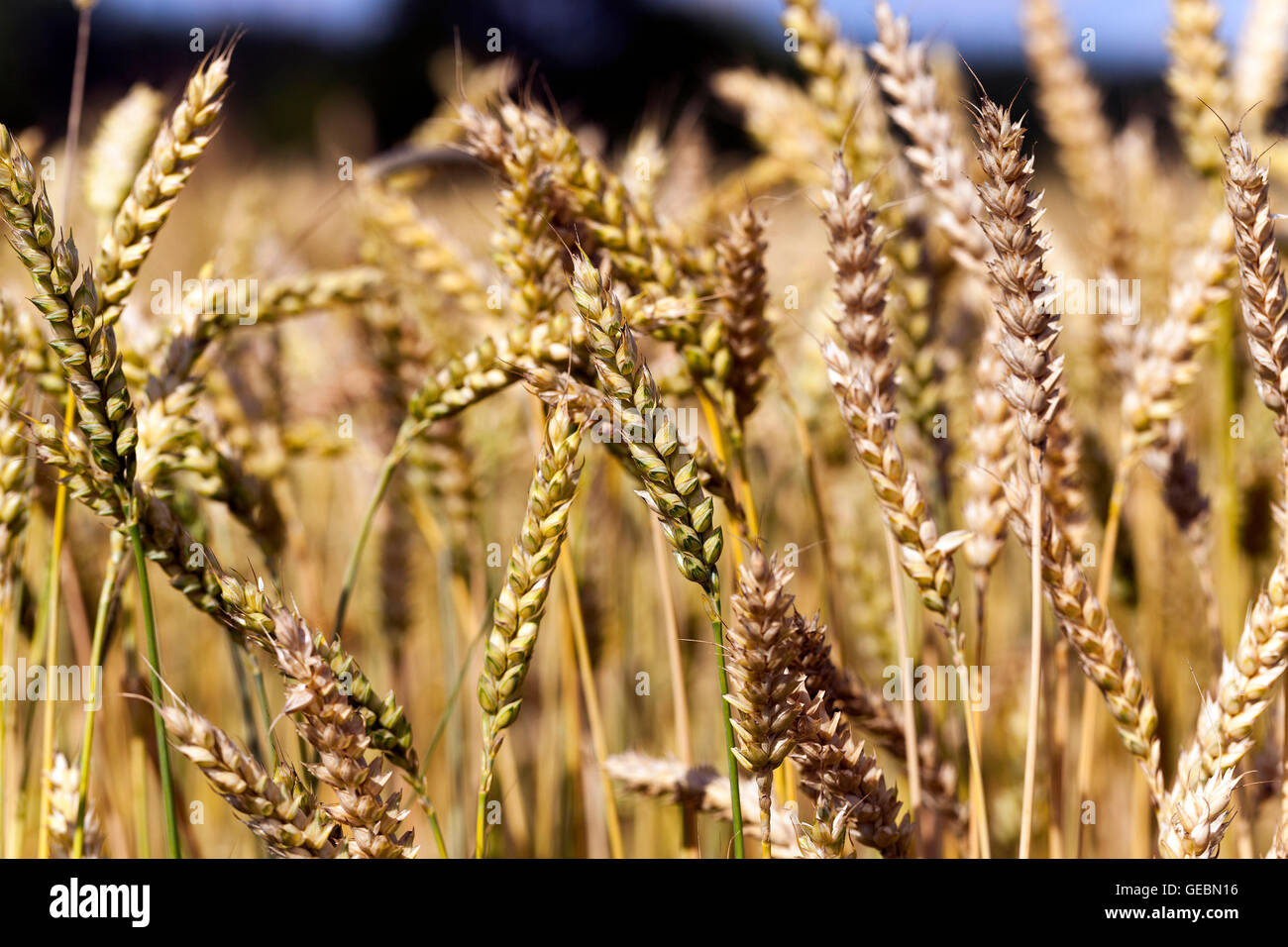 grow ripe cereals Stock Photo - Alamy