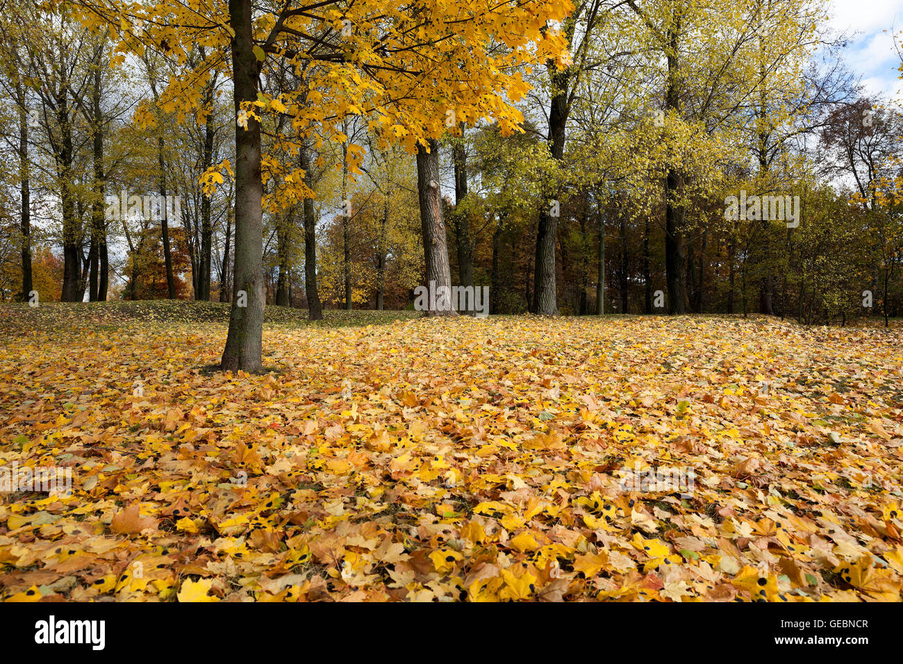 autumn in the park Stock Photo - Alamy