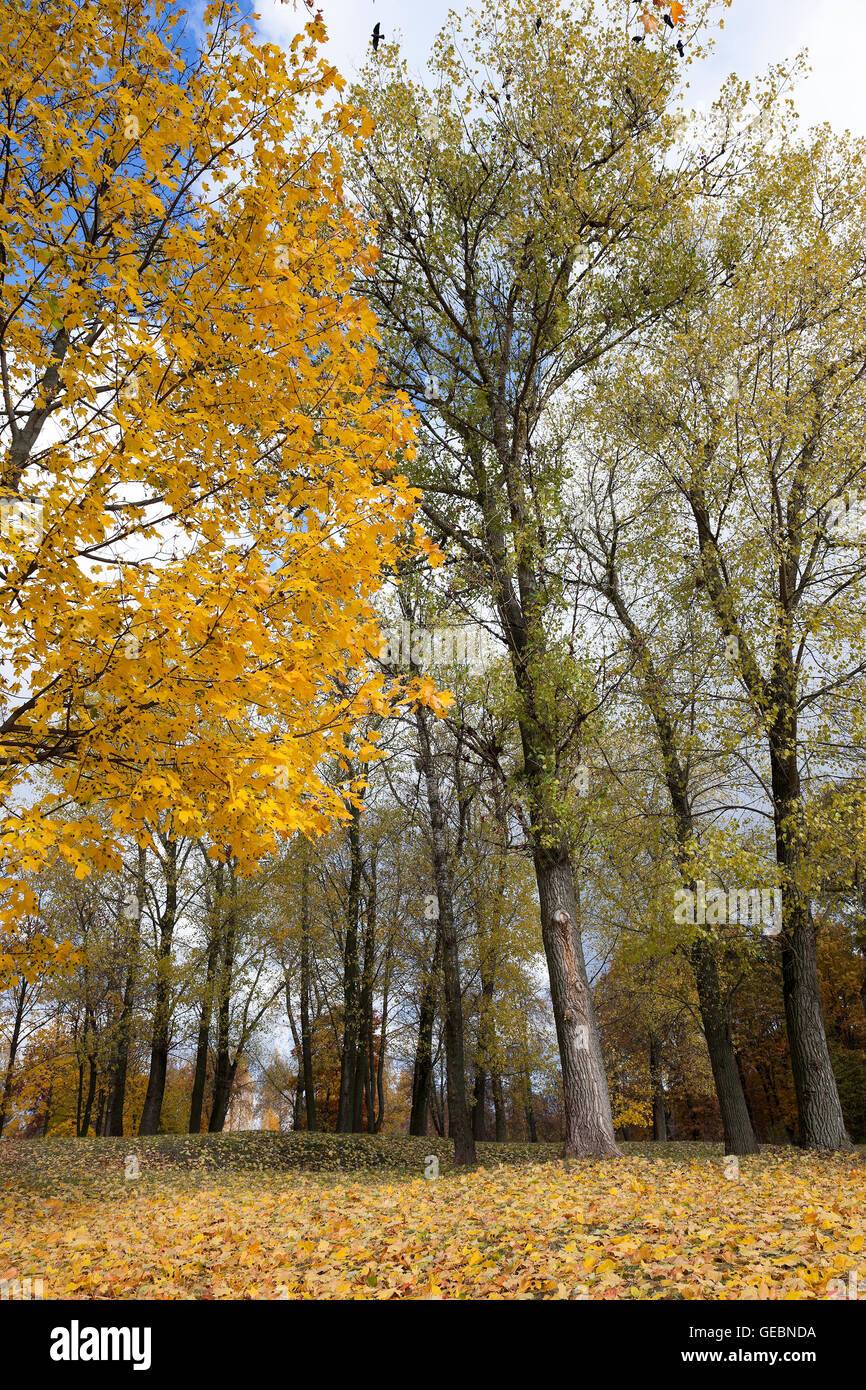 autumn in the park Stock Photo - Alamy
