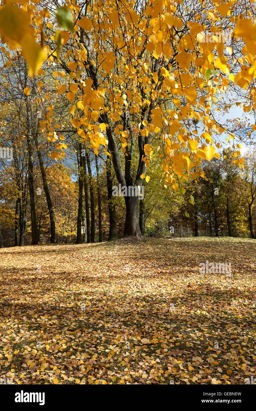 yellowing leaves of birch Stock Photo Alamy