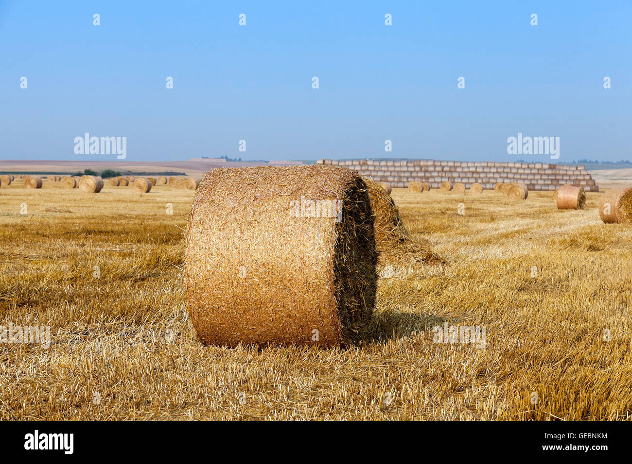 Simple Field Straw Prop straw in the field Stock Photo - Alamy