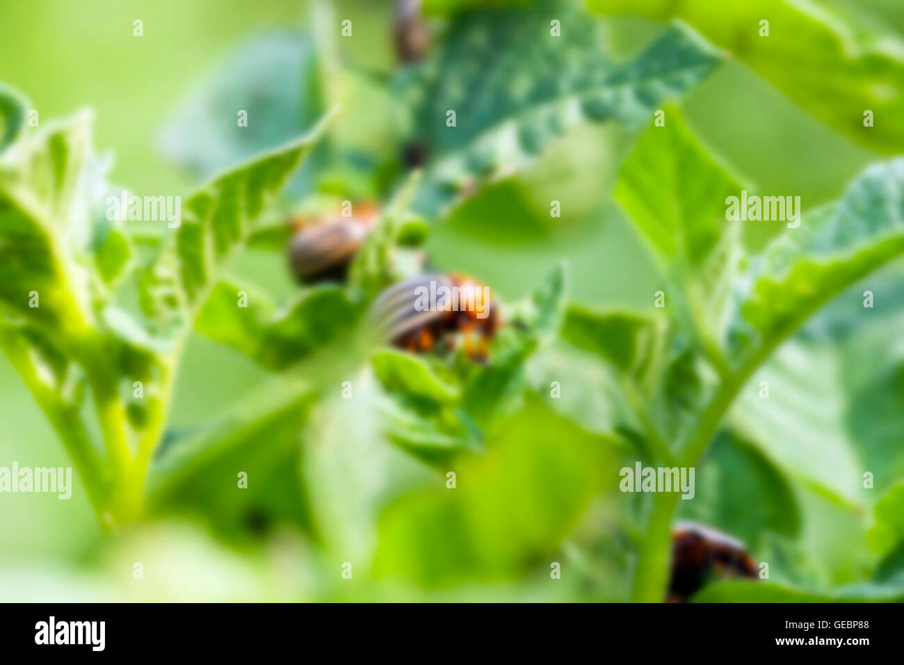 Colorado potato beetle in the field Stock Photo Alamy
