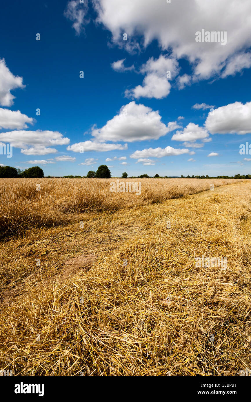 harvest of cereals Stock Photo - Alamy