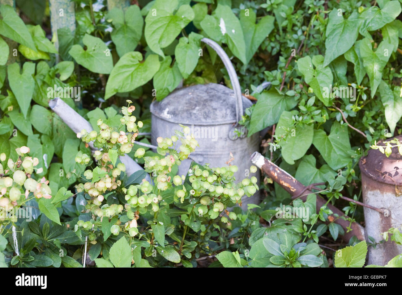 Watering cans in an overgrown border. Stock Photo