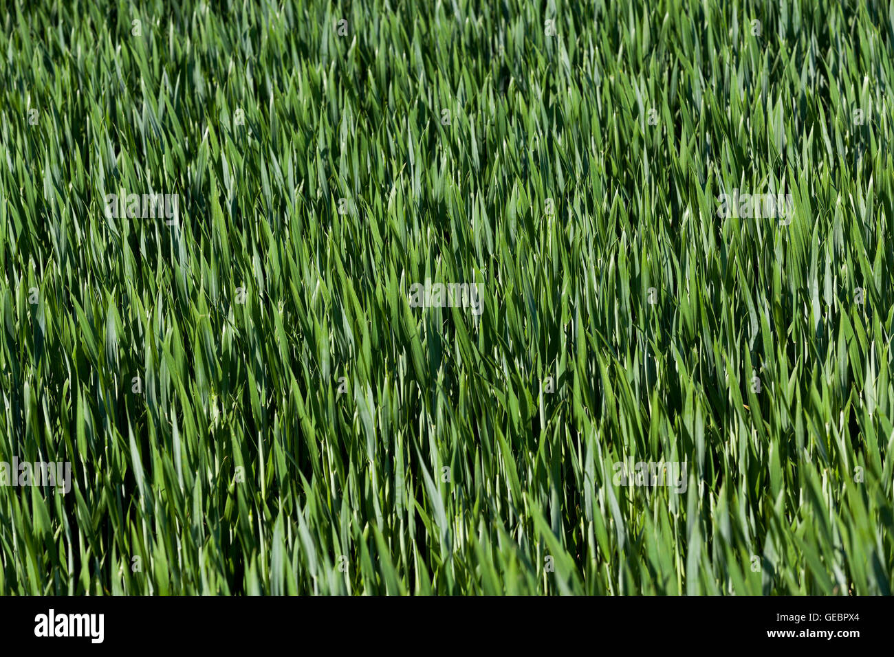 Leaves of wheat. close-up Stock Photo