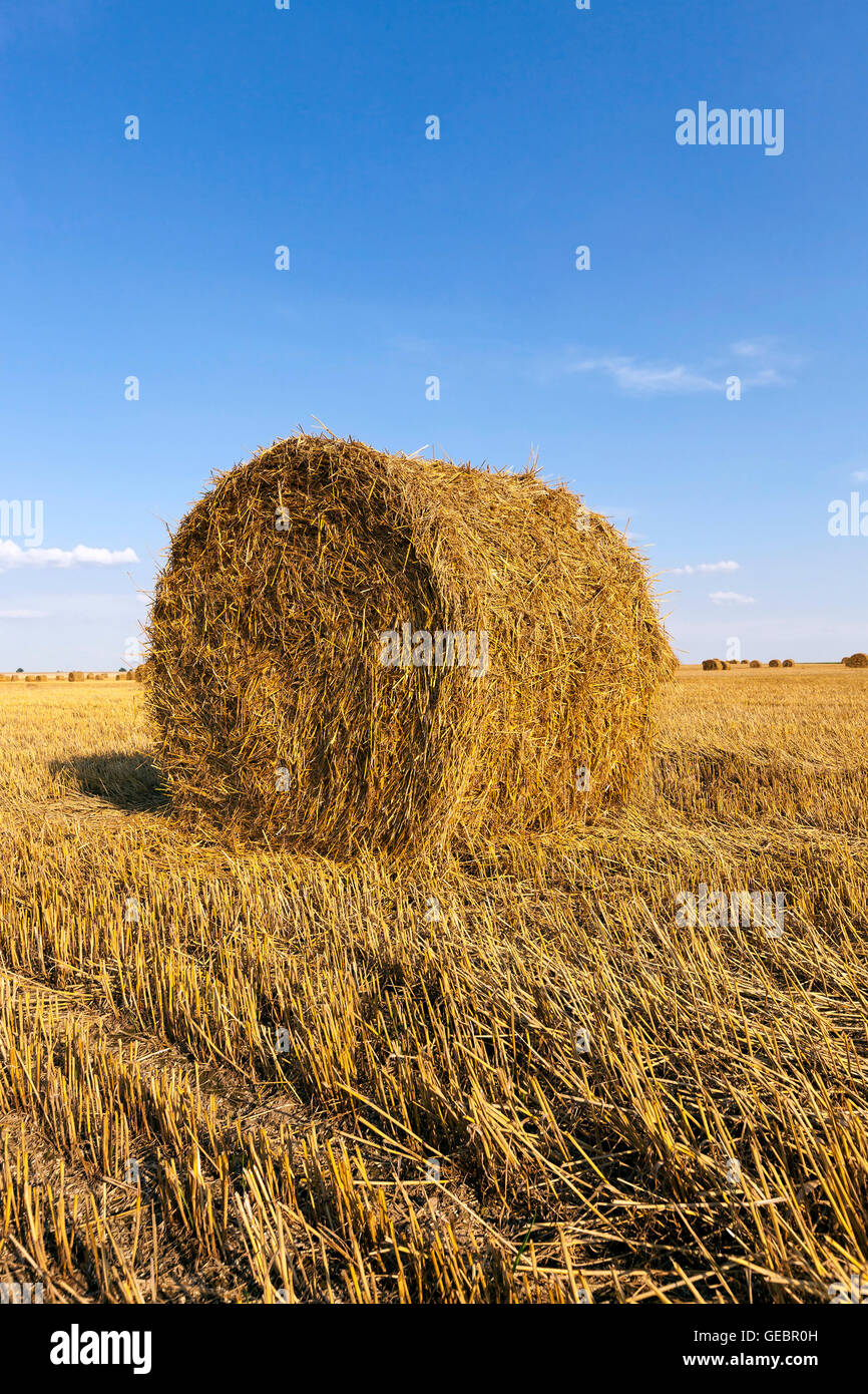 field after harvesting Stock Photo - Alamy