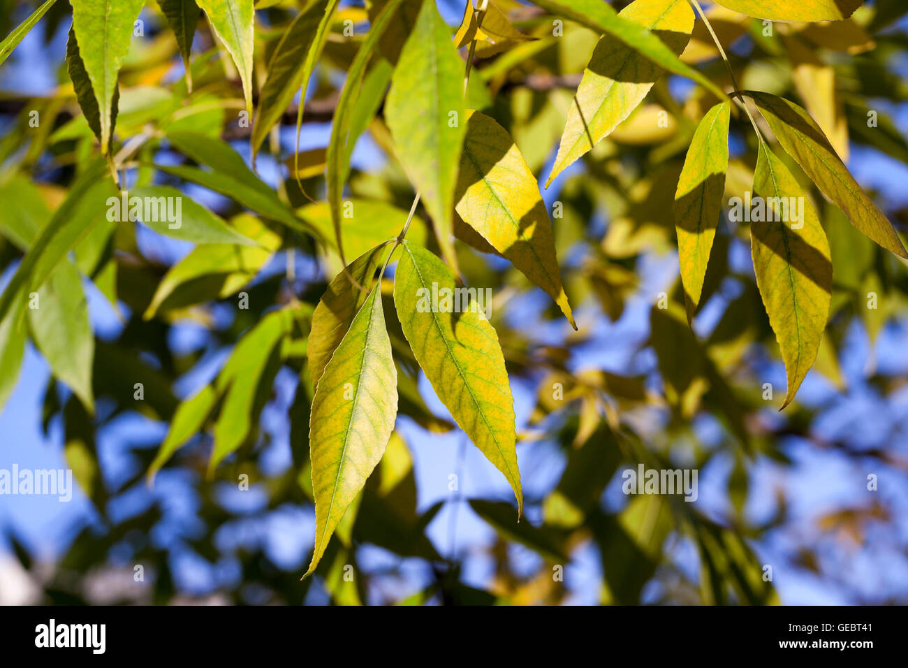 yellowing leaves on the trees Stock Photo Alamy
