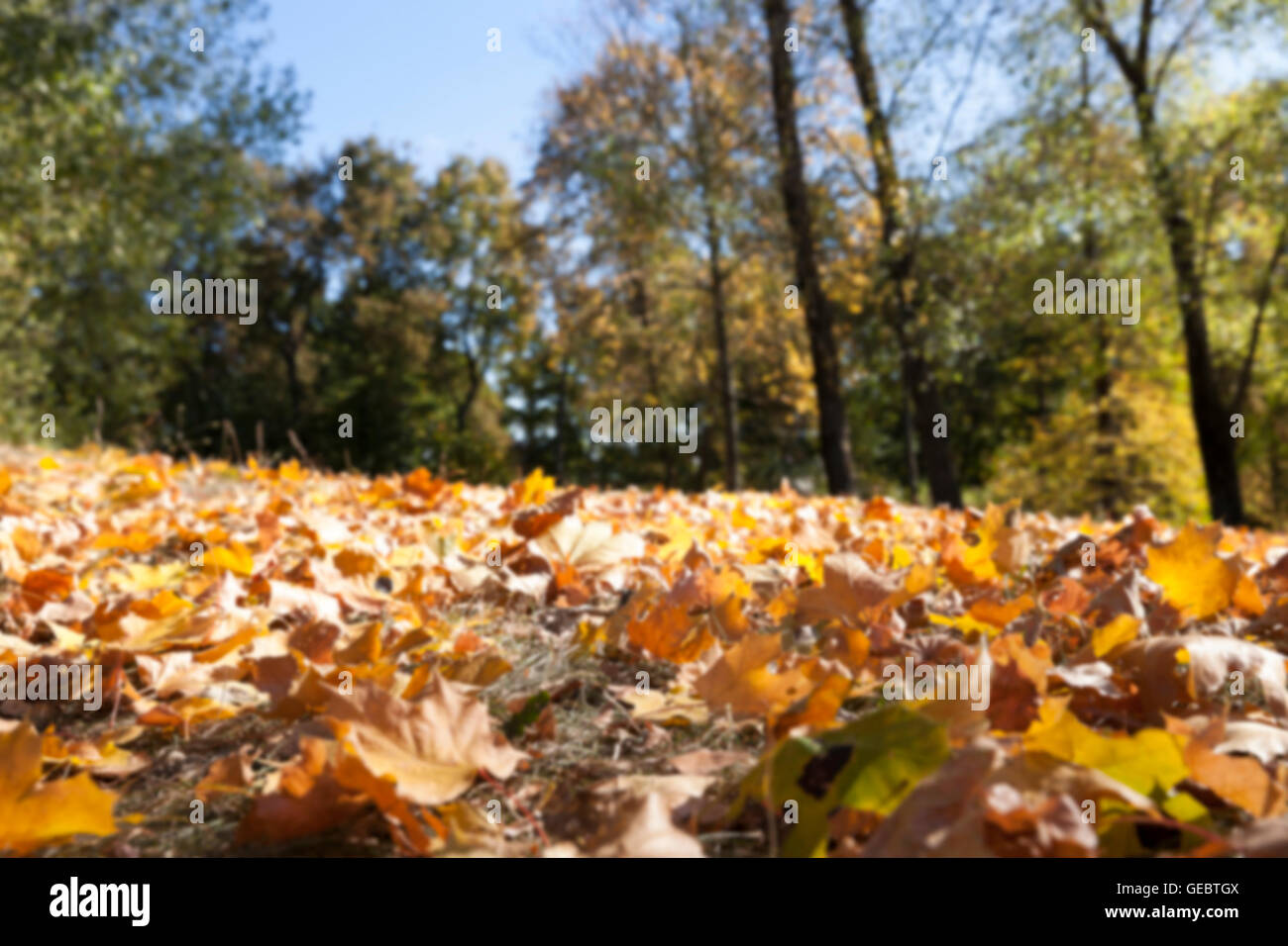 autumn in the park Stock Photo - Alamy