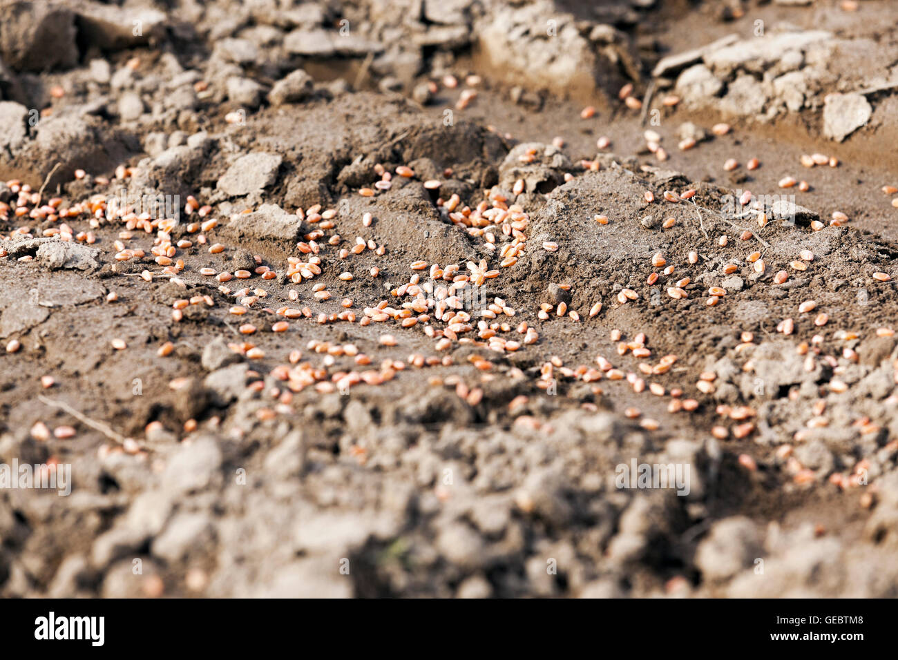 Processed Wheat Sowing Stock Photo Alamy