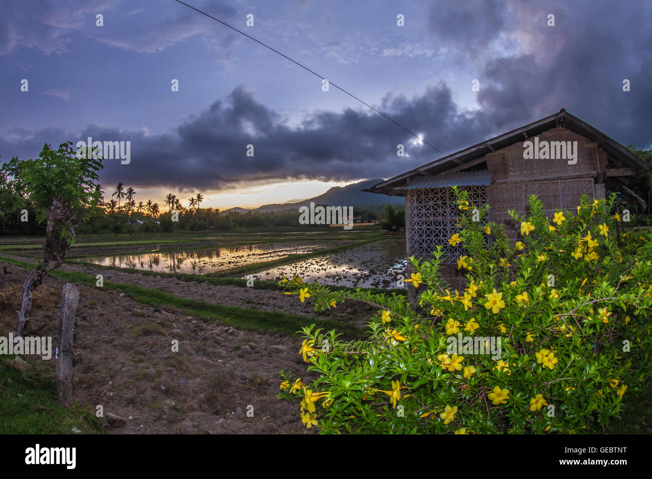 rice field Philippines Asia sunset flowers landscape Stock Photo