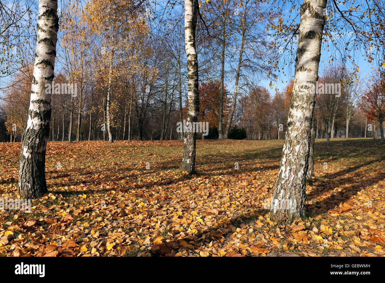 birch trees in autumn Stock Photo - Alamy