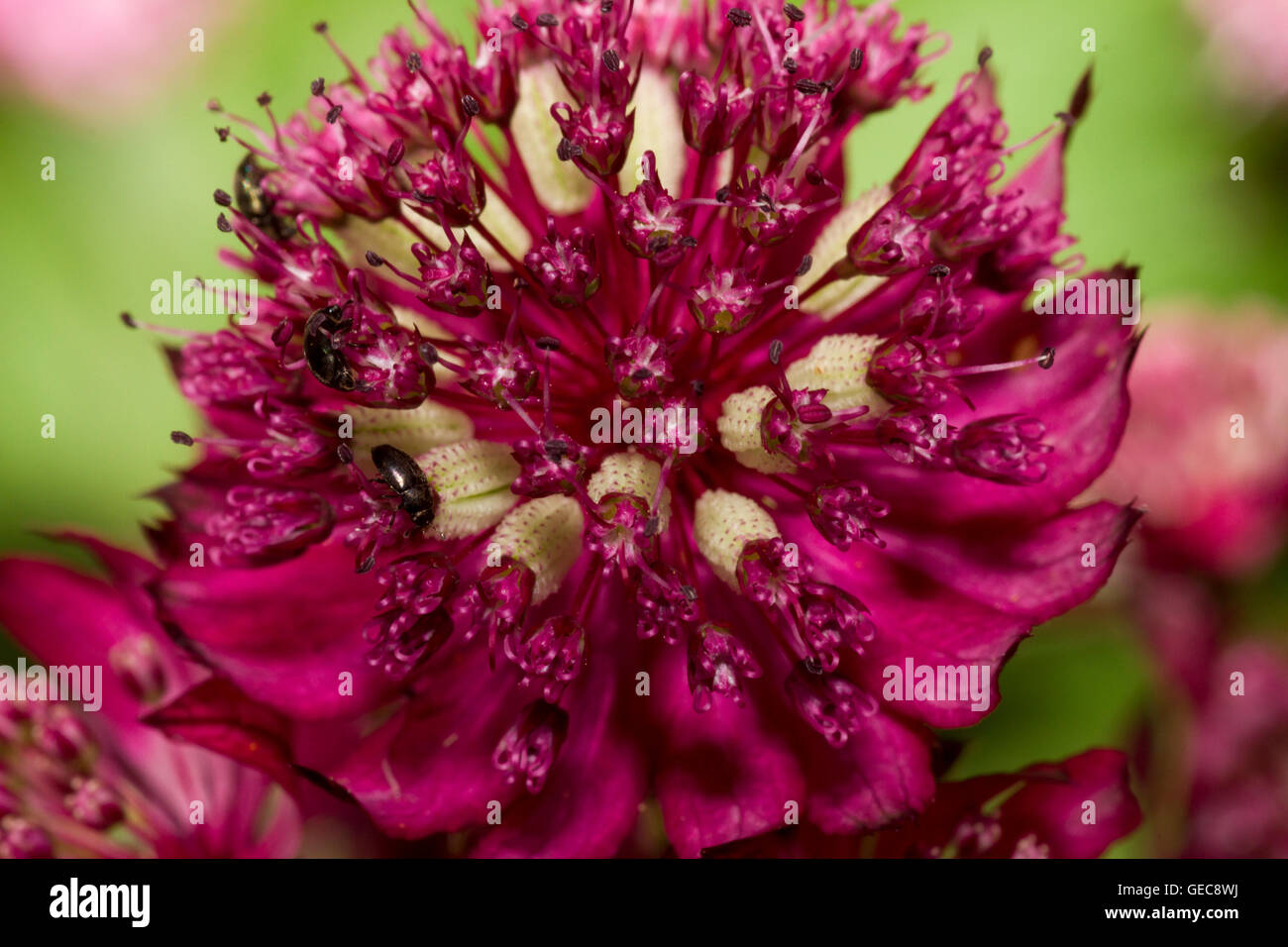 Astrantia major flower head with pollen beetle Stock Photo