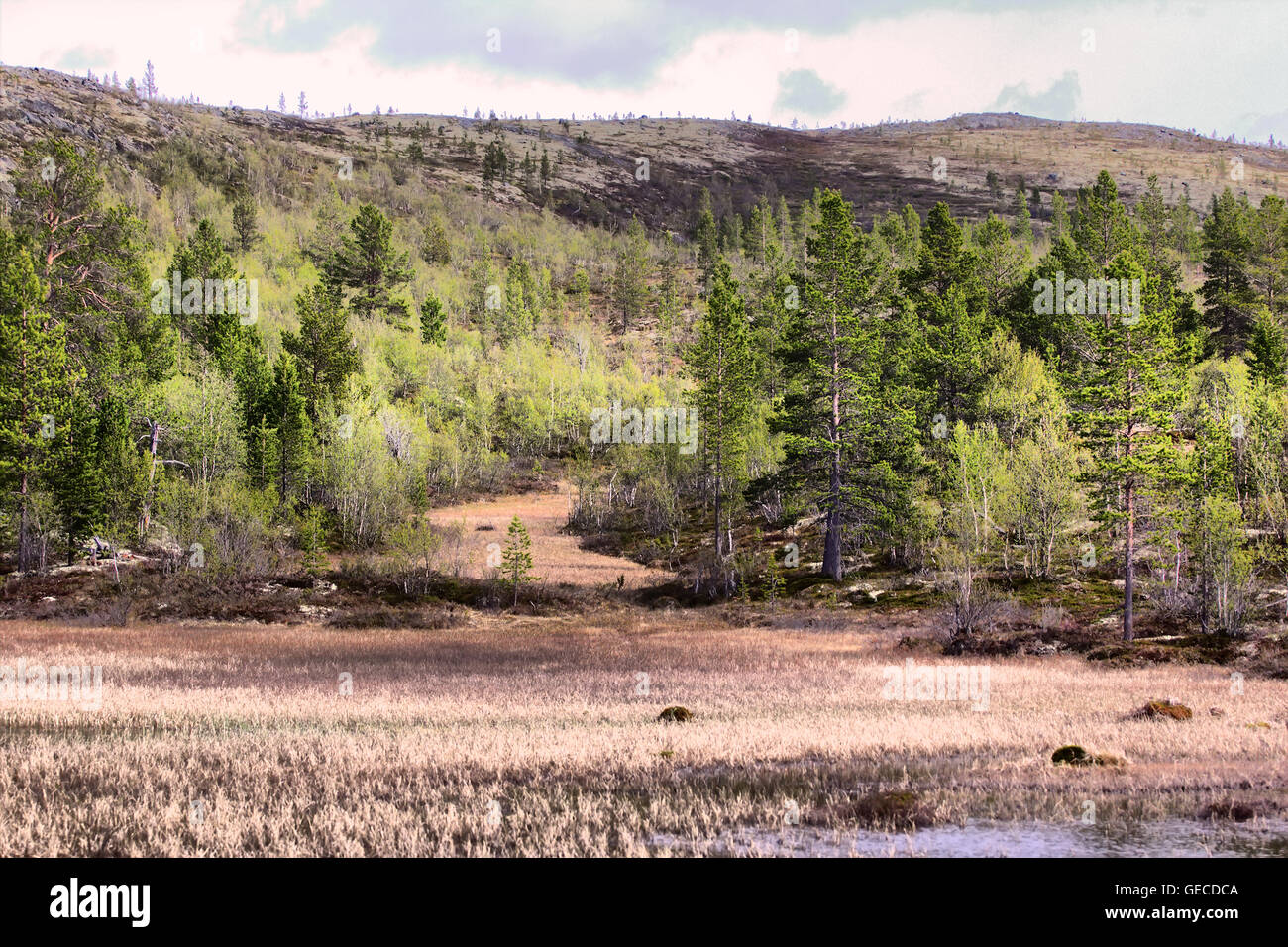 hills with tundra above Arctic circle Stock Photo Alamy