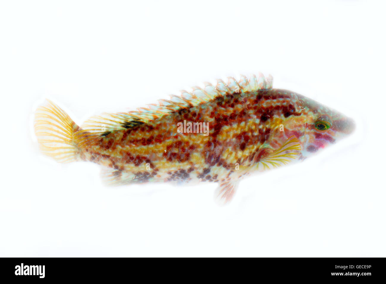 Fish green wrasse (Labrus viridis) waving fins and tail on a white background. Filming closeup Stock Photo