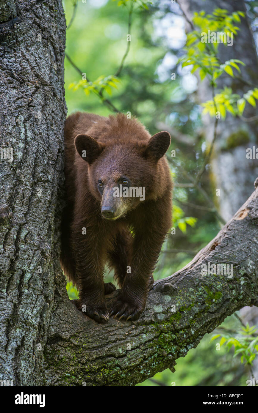 Black bear yearling, cinnamon phase, Urus americanus standing in tree