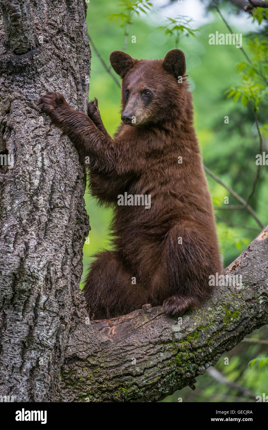 Bear scratching tree hires stock photography and images Alamy