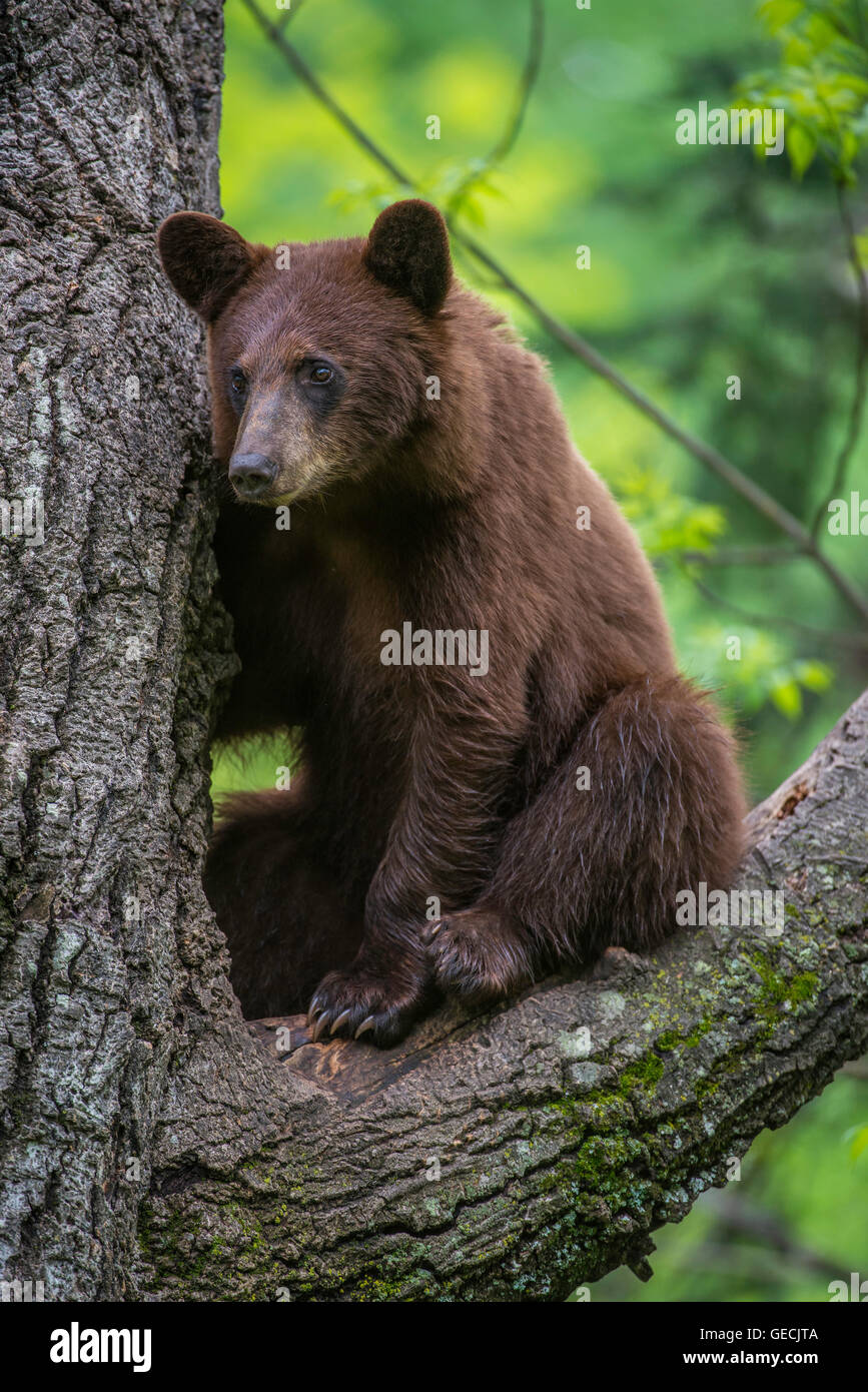Black bear yearling, cinnamon phase, Urus americanus sitting in tree