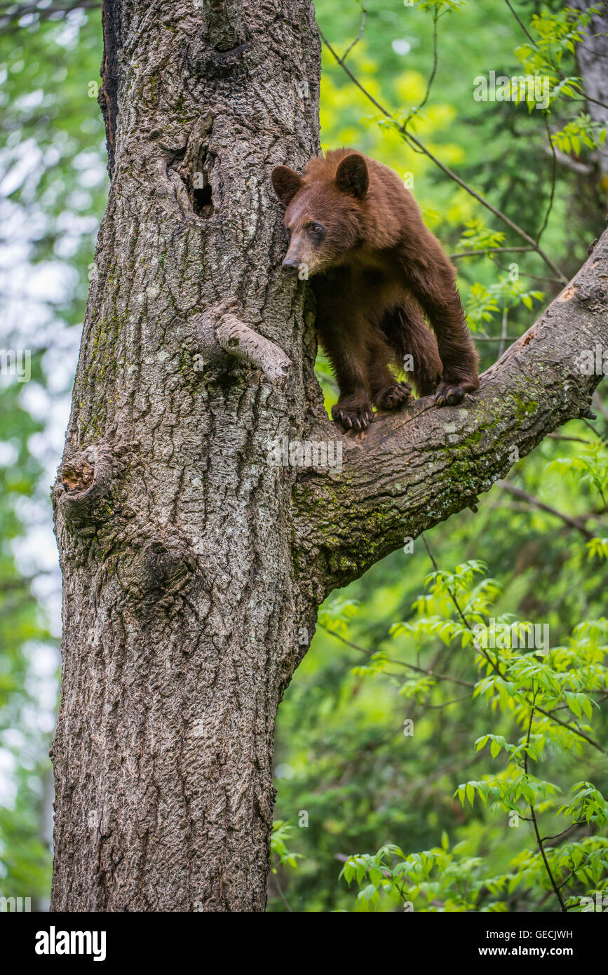 Black bear yearling, cinnamon phase, Urus americanus climbing tree