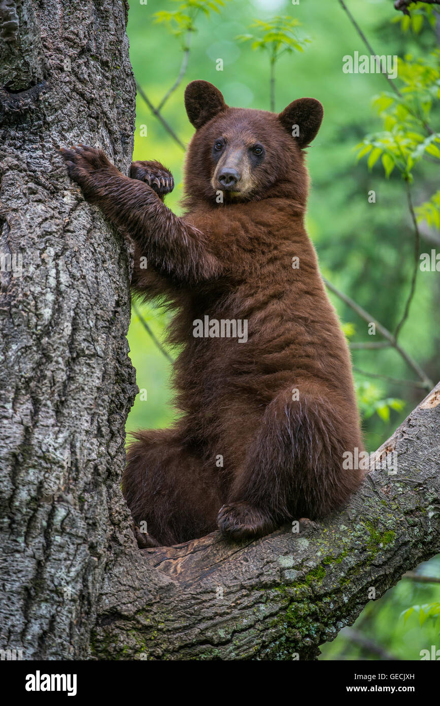 Black bear yearling, cinnamon phase, Urus americanus sitting in tree