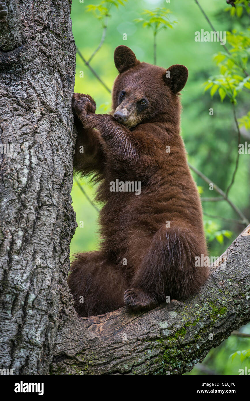 Black bear yearling, cinnamon phase, Urus americanus sitting in tree, scratching bark, North America Stock Photo