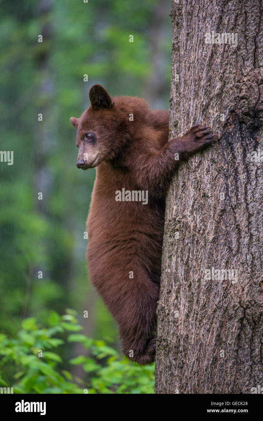 Black bear yearling, cinnamon phase, Urus americanus climbing tree