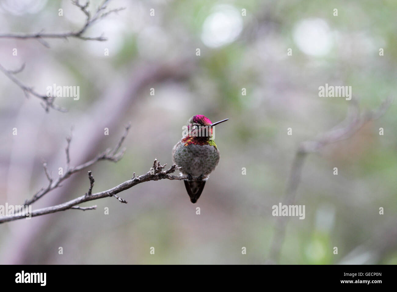 Anna's hummingbird (Calypte anna) Stock Photo