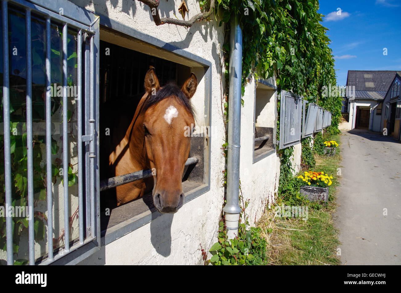 A Chestnut Horse With A White Star Looking Out Of His Stable Box In A Stock Photo Alamy