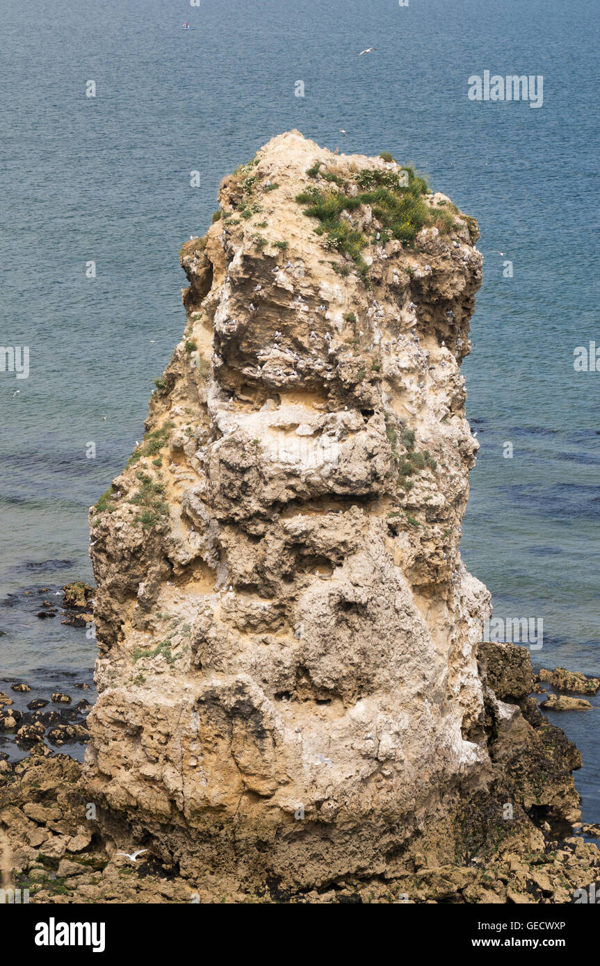 Sea stack with nesting Kittiwake, Marsden, Tyne and Wear, England, UK Stock Photo