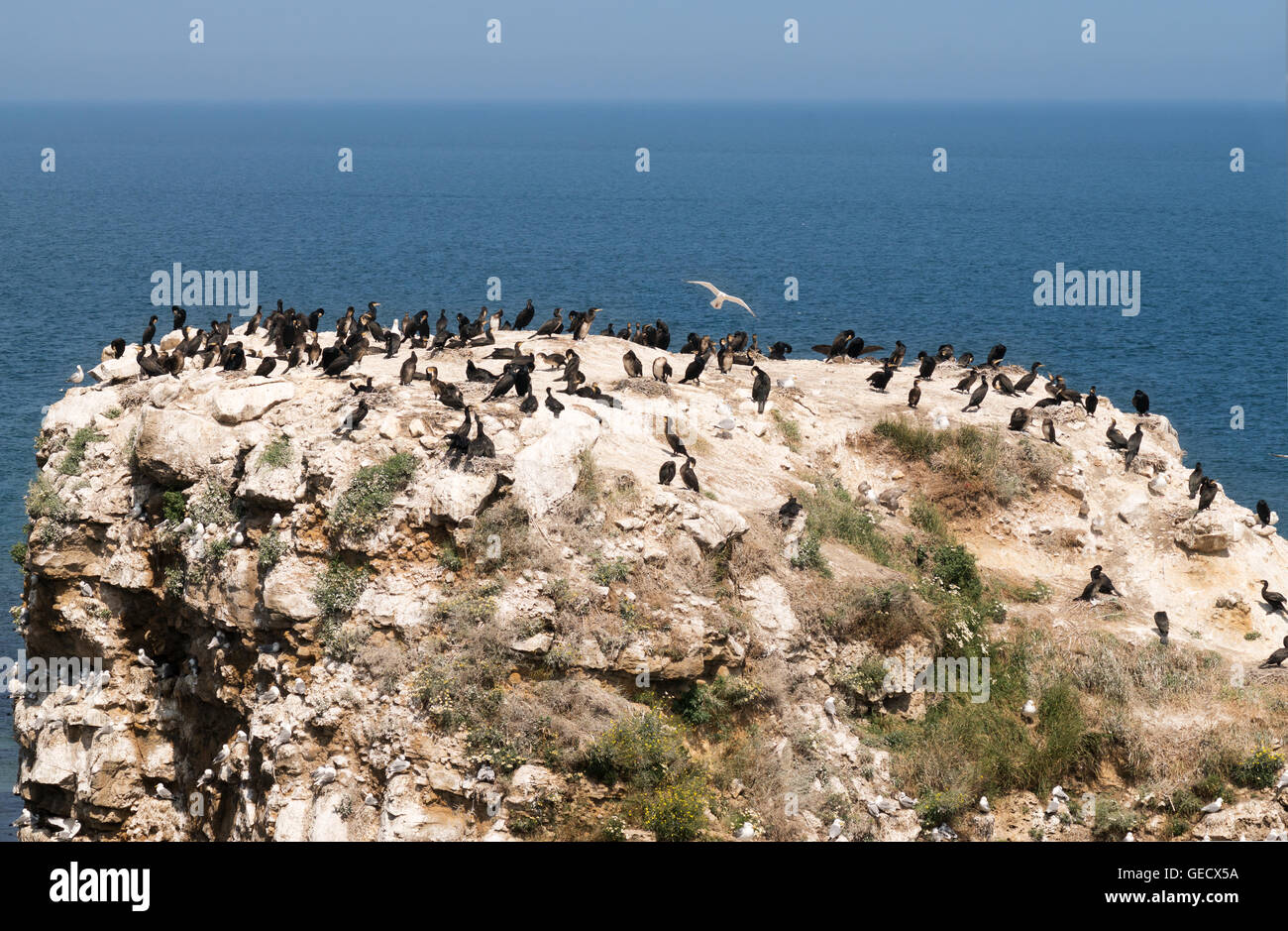 Sea stack with breeding cormorants and kittiwake, Whitburn, Tyne and Wear, north east England, UK Stock Photo