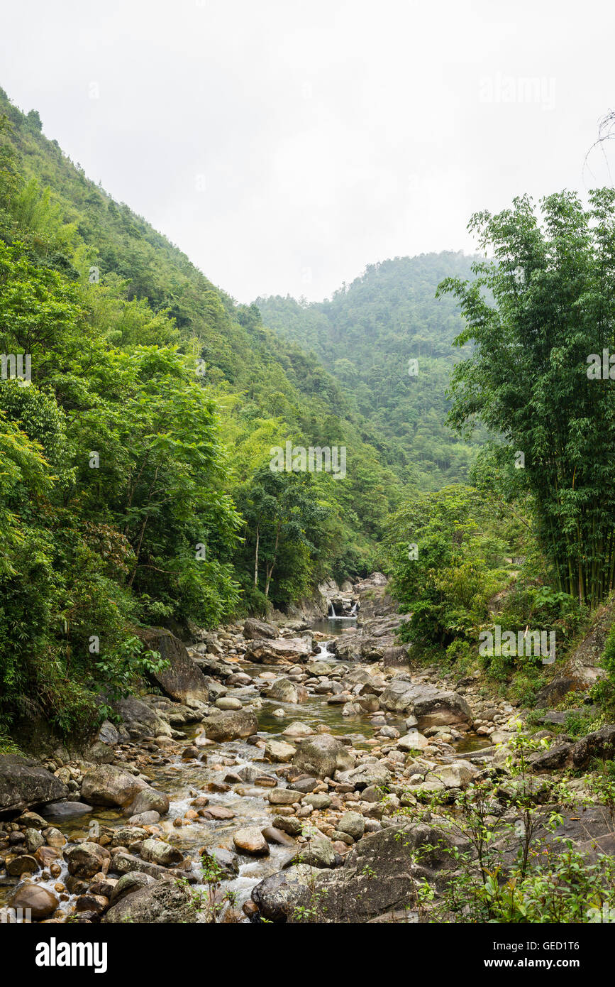Dense jungle hi-res stock photography and images - Alamy