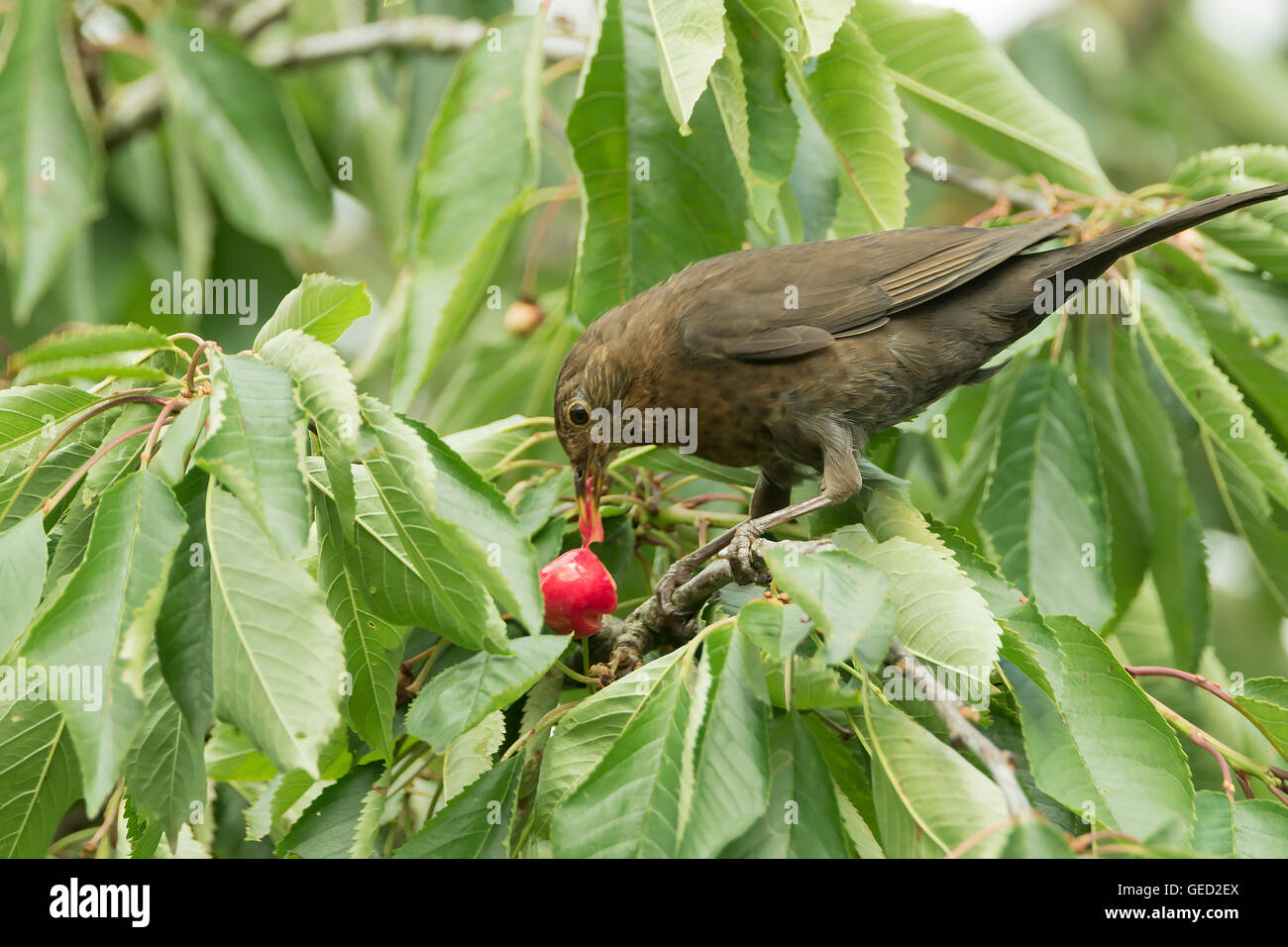 Black bird in a cherry tree. Stock Photo